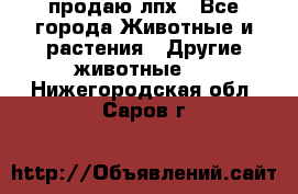 продаю лпх - Все города Животные и растения » Другие животные   . Нижегородская обл.,Саров г.
